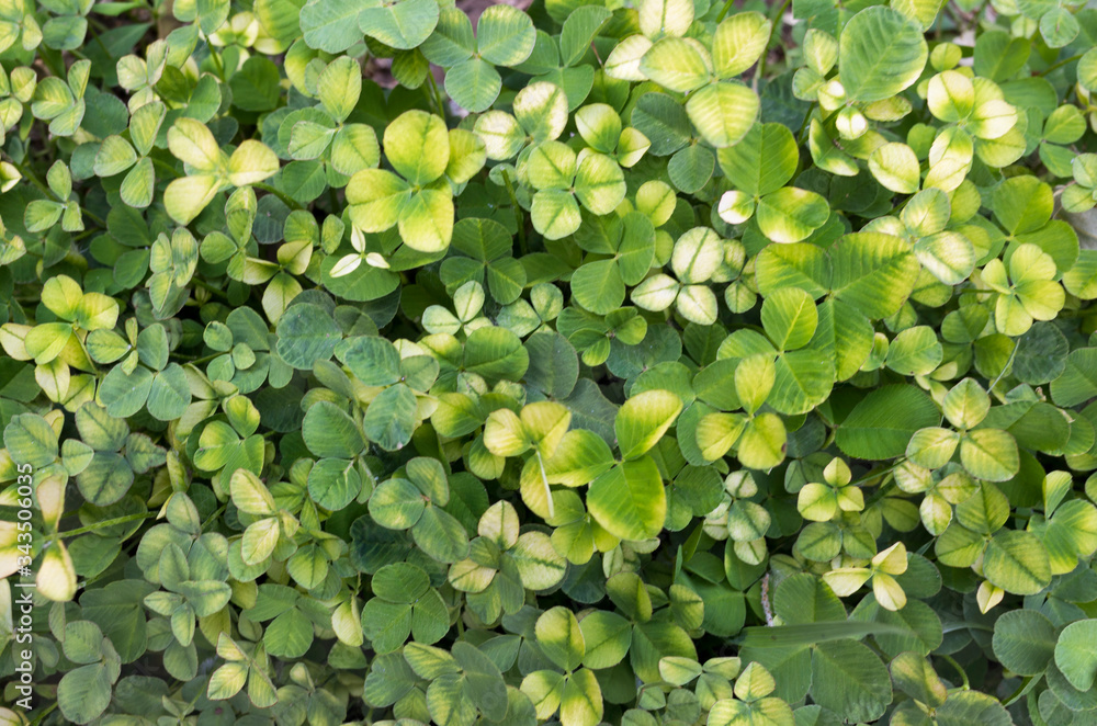 bird's-eye view of unusual white clover in the early spring. bird's-eye view of unusual white clover in the early spring.