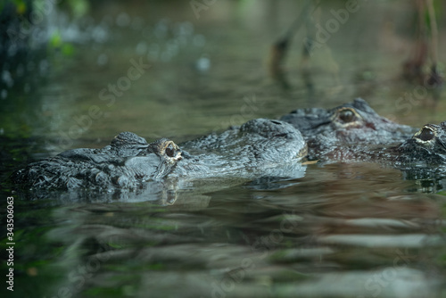Bisou love de crocodile 