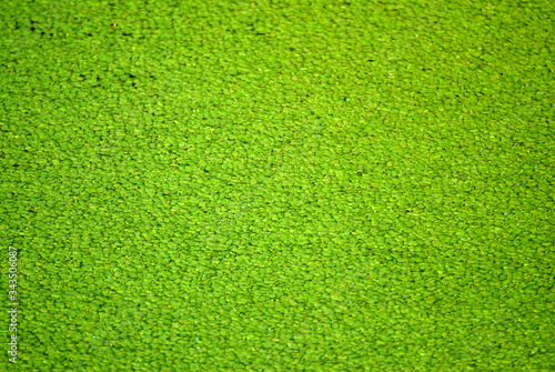 Green nature Lemna or common duckweed texture background.Lemna is a genus of free-floating aquatic plants from the duckweed family.
