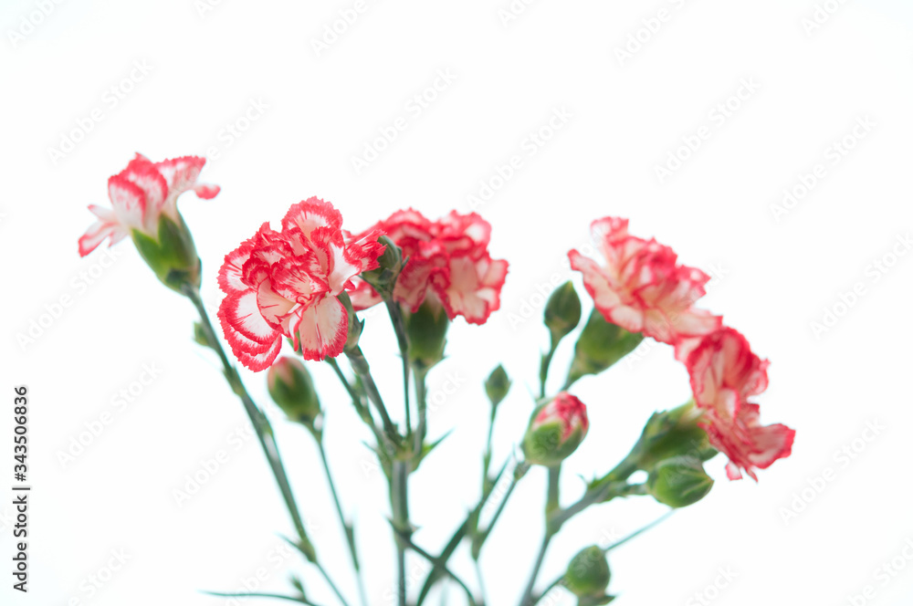 赤と白のカーネーションの花 白背景 赤と白のカーネーションの花 白背景
