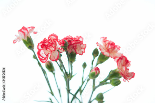 Fototapeta Naklejka Na Ścianę i Meble -  赤と白のカーネーションの花 白背景
