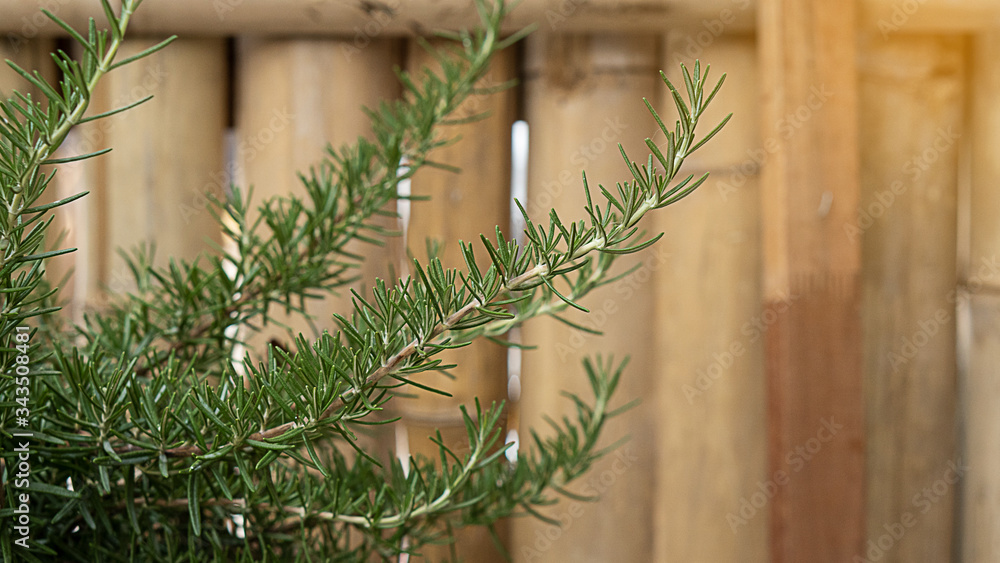 Obraz premium Fresh rosemary herbs grow outdoors. Rosemary leaves close up Freshly grown organic plants are growing healthy, cooking ingredients for food that awakens the house.