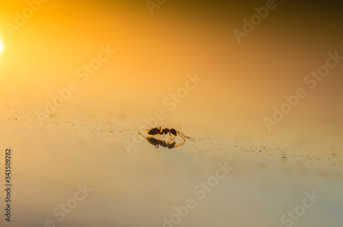 spider and wasp