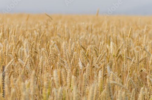 field of wheat