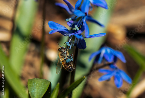 Honey bee with blue pollen on it sucking nectar from a siberian squill flower in early spring photo