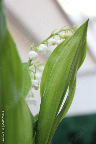 muguet