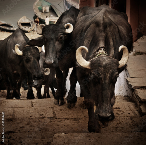Water buffalo walking up the stairs in Varanasi, India 