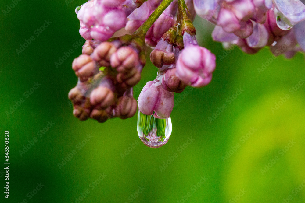 close up of pink flower water drop close up of pink flower water drop