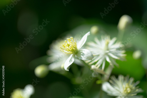 Anemone nemorosa - single white flower