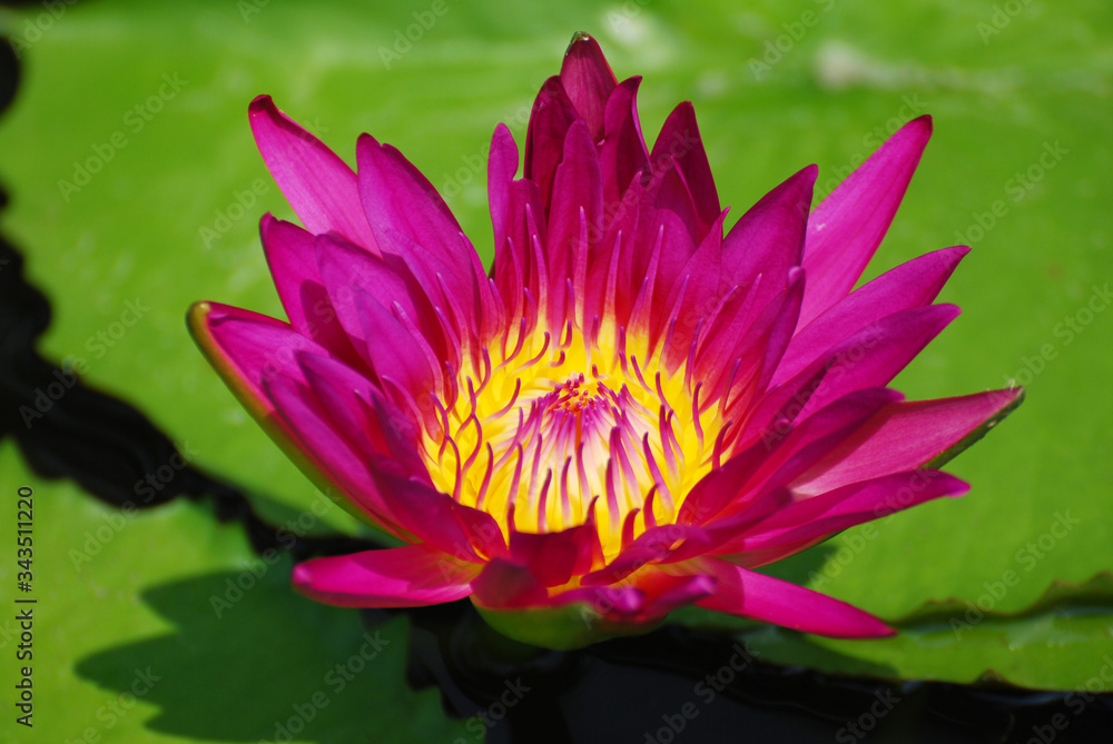 Bloom Purple Magenta Lotus flower or Purple Magenta water lily of genus Nymphaea.Floral backdrop and beautiful detail Bloom Purple Magenta Lotus flower or Purple Magenta water lily of genus Nymphaea.Floral backdrop and beautiful detail