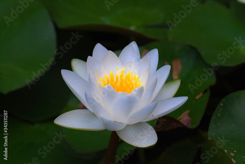 Bloom White Lotus Flowers with yellow pollen or Water lily is a genus of hardy and tender aquatic plants in the family Nymphaeaceae. Floral backdrop and beautiful detail