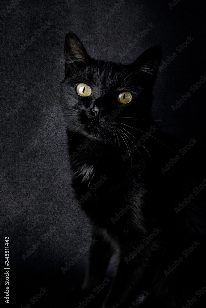 Chat noir, halloween 