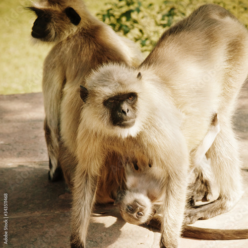 Langur monkeys, Agra, India  photo