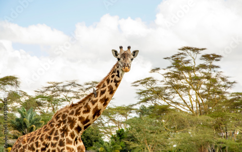 JIRAFA HEMBRA EN KENIA - AFRICA