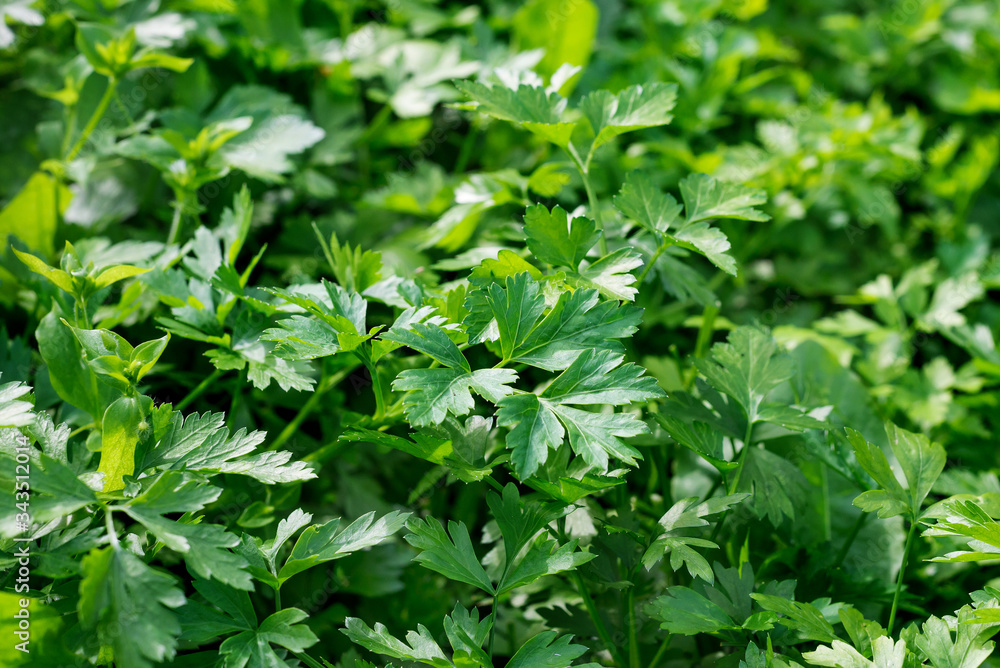 Green background of parsley leaves, close-up view from above. parsley and herbs grow in the garden. Useful healthy food Green background of parsley leaves, close-up view from above. parsley and herbs grow in the garden. Useful healthy food