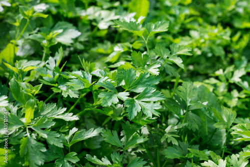 Green background of parsley leaves, close-up view from above. parsley and herbs grow in the garden. Useful healthy food