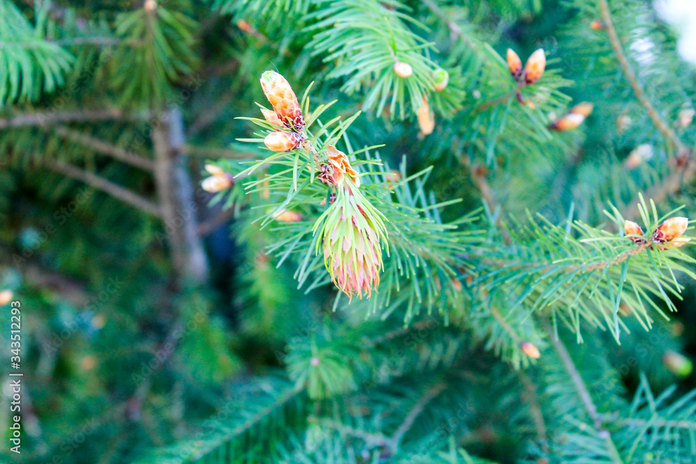 Young small needles and green cones grow on spruce and pine among green needles in a park in the spring street Young small needles and green cones grow on spruce and pine among green needles in a park in the spring street