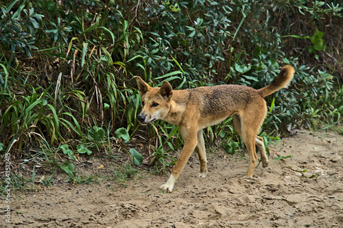 Wild dingo on Frazer Island approaching curiously photo