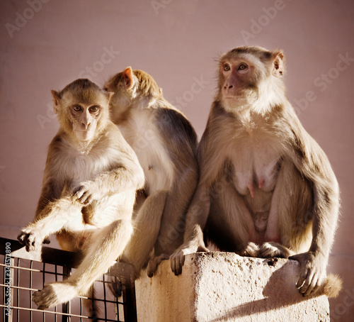 Rhesus macaque monkeys sitting by wall, Jaipur, India photo