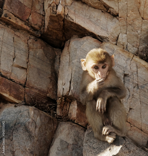 Carta da parati Scimmie - Carta da parati Baby Rhesus macaque monkey at Monkey Galta Ji, The Monkey Temple Near The Pink City, Jaipur, Rajasthan, India