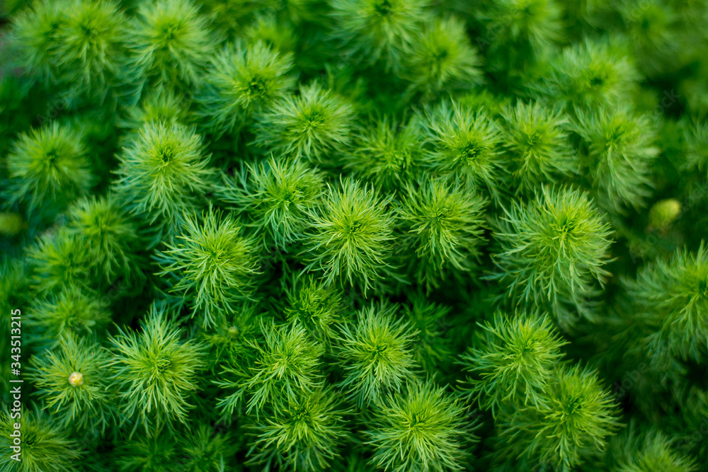 Green leaf close-up, macro shot. Spring nature. Summer. Earth Day
Green leaf close-up, macro shot. Spring nature. Summer. Earth Day