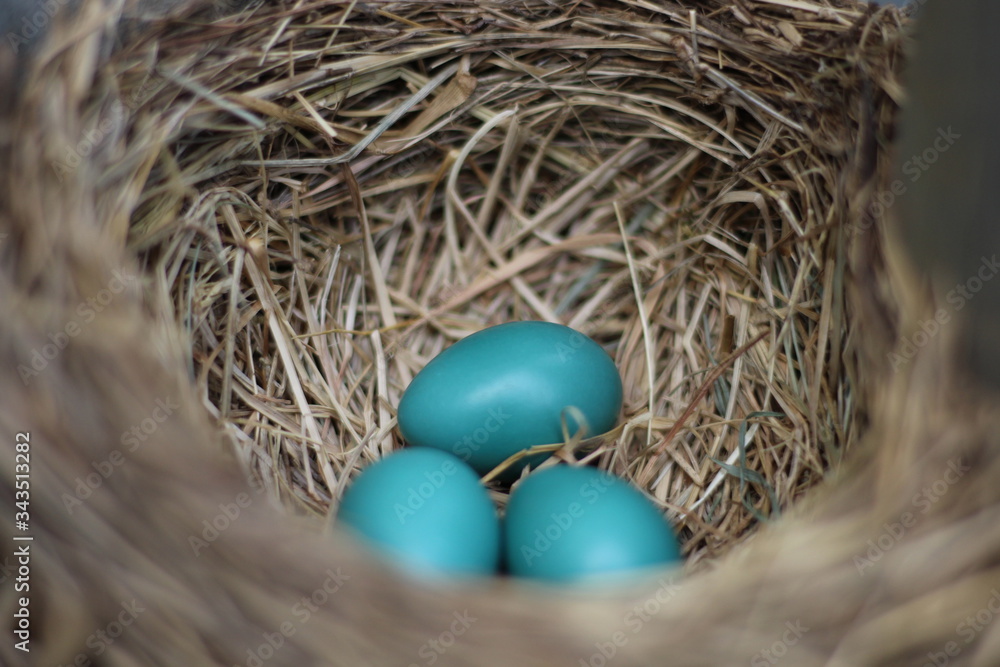 Robin's nest with Three eggs Robin's nest with Three eggs