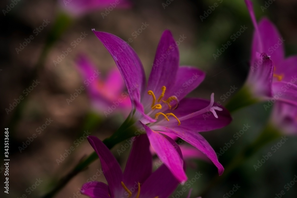tiny purple petal flower with yellow pollen particles with blurred background and selective focus. in a park outdoor tiny purple petal flower with yellow pollen particles with blurred background and selective focus. in a park outdoor