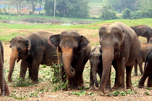 Photography Close up of a herd of elephants in the Wild elephants sanctuary Srilanka