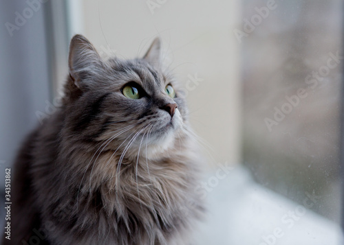 portrait of a cat