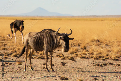 PAISAJE SECO EN AMBOSELI - KENIA - AFRICA