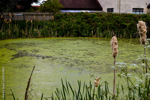bulrush by algae pond