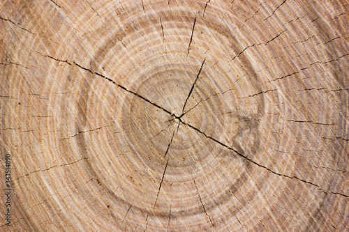 Background from a slice of timber with texture