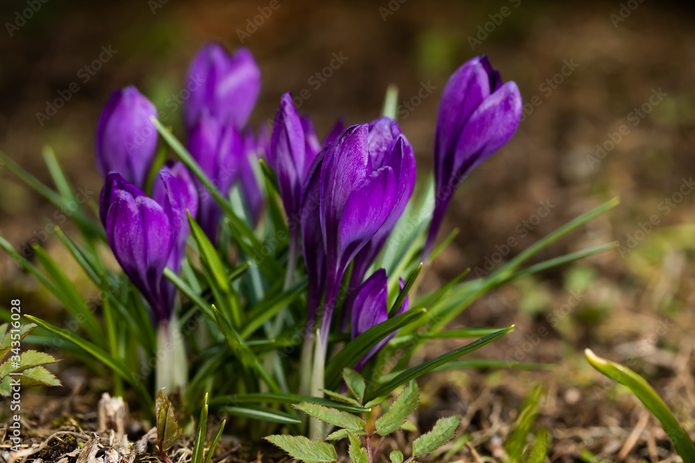 Violet beautiful crocuses in early spring garden. Soft selective focus. Violet beautiful crocuses in early spring garden. Soft selective focus.
