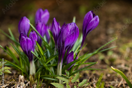 Violet beautiful crocuses in early spring garden. Soft selective focus. © Elena Noeva