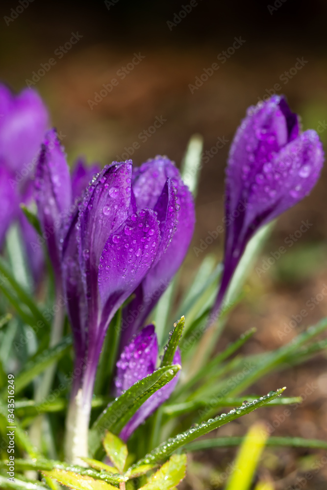 Violet beautiful crocuses with raindrops in early spring garden. Soft selective focus. Violet beautiful crocuses with raindrops in early spring garden. Soft selective focus.
