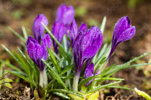 Violet beautiful crocuses with raindrops in early spring garden. Soft selective focus.