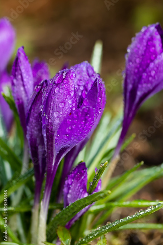 Fototapeta Naklejka Na Ścianę i Meble -  Violet beautiful crocuses with raindrops in early spring garden. Soft selective focus.