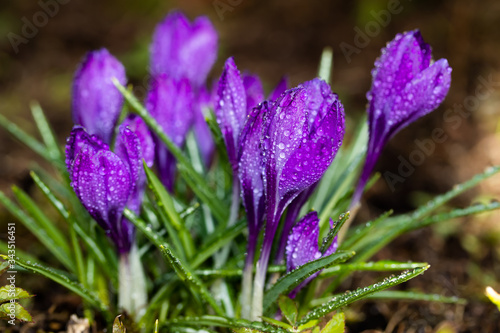 Violet beautiful crocuses with raindrops in early spring garden. Soft selective focus.