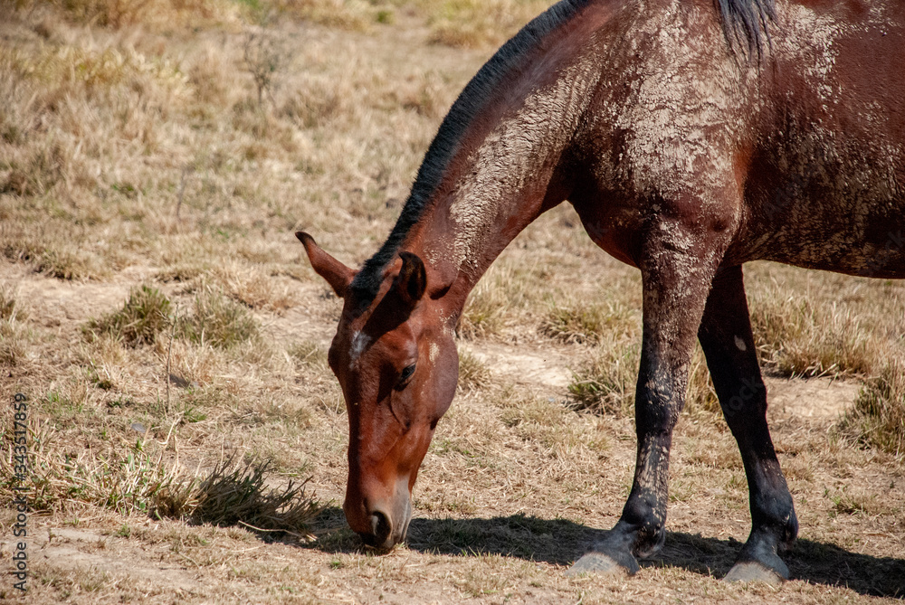 Fototapeta premium Horse Black and white horse