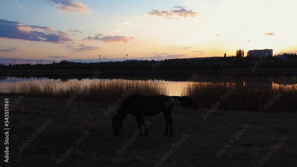 Lone horse silhouette grazing grass on a spring pasture near lake against warm sunset. Idyllic rural landscape and a black mare meets the evening on the meadow. Calm countryside sundown scene.
Lone horse silhouette grazing grass on a spring pasture near lake against warm sunset. Idyllic rural landscape and a black mare meets the evening on the meadow. Calm countryside sundown scene.