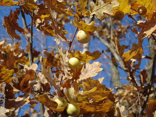 Yellow autumn oak leaves and galls on sky background close-up texture, beautiful concept of seasons