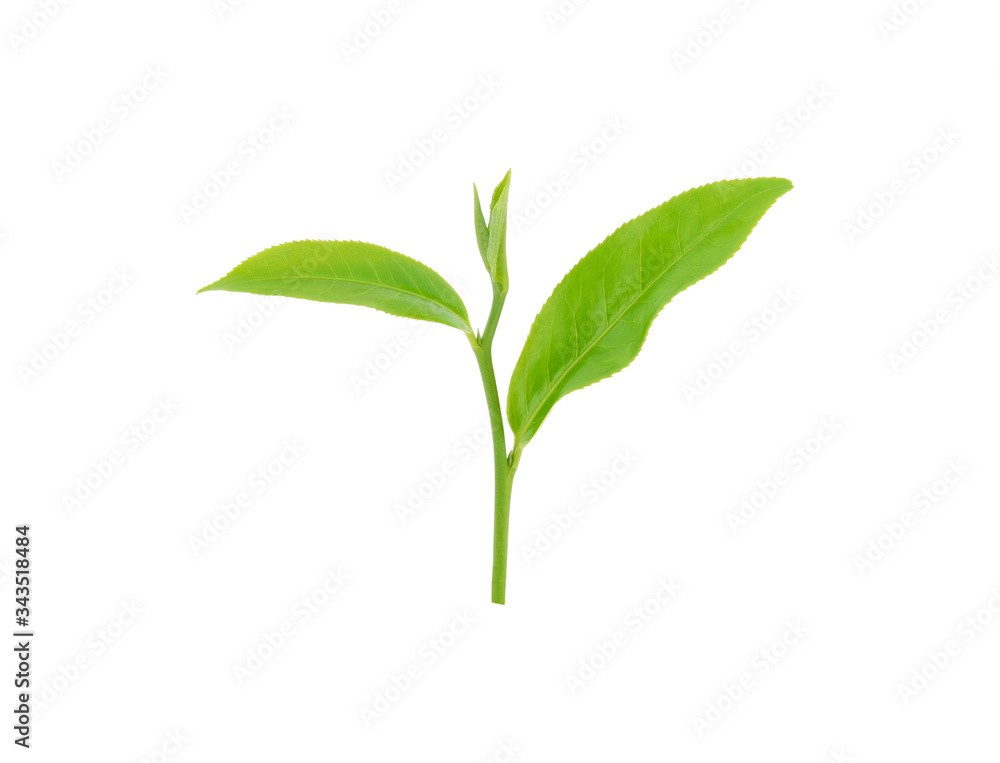 Green tea leaf isolated on white background. Green tea leaf isolated on white background.