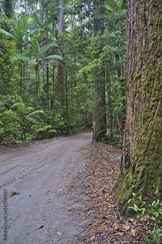 Frazer Island. sand track through the forest photo