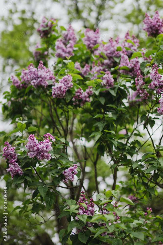 Beautiful lilac blossom closeup. Fresh spring nature, botanic inspiration, Beautiful lilac blossom closeup. Fresh spring nature, botanic inspiration,