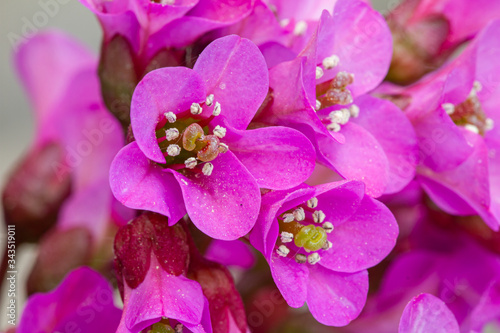 close-up of blossoms of bergenia in vibrant pink colour