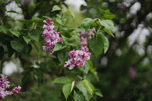 Beautiful lilac blossom closeup. Fresh spring nature, botanic inspiration,
