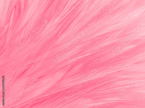 Beautiful abstract white and pink feathers on white background and soft white feather texture on pink  pattern and pink background  feather background  pink banners