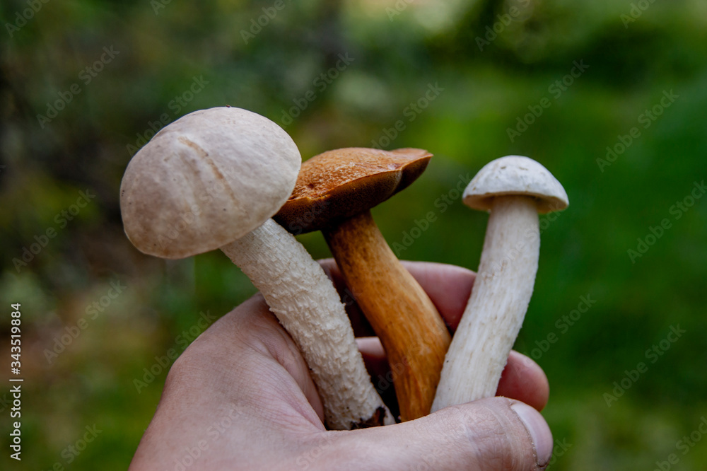 In the hands of mushrooms. Fresh food in the forest.