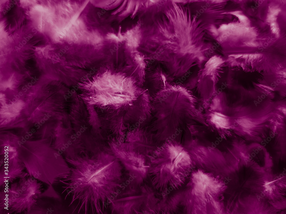 Beautiful abstract white and purple feathers on white background and soft white feather texture on white pattern and purple background, feather pink background , purple banners