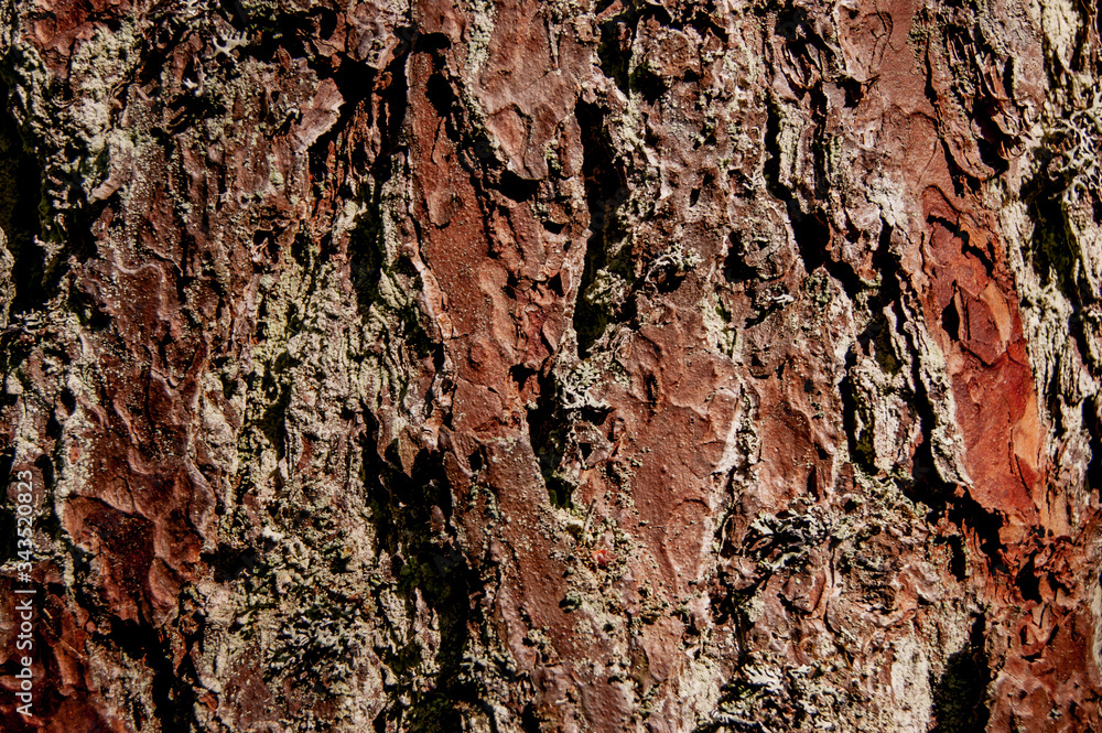 The texture of the bark of a tree. A tree in the forest. The texture of the bark of a tree. A tree in the forest.